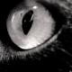 oeil de chat